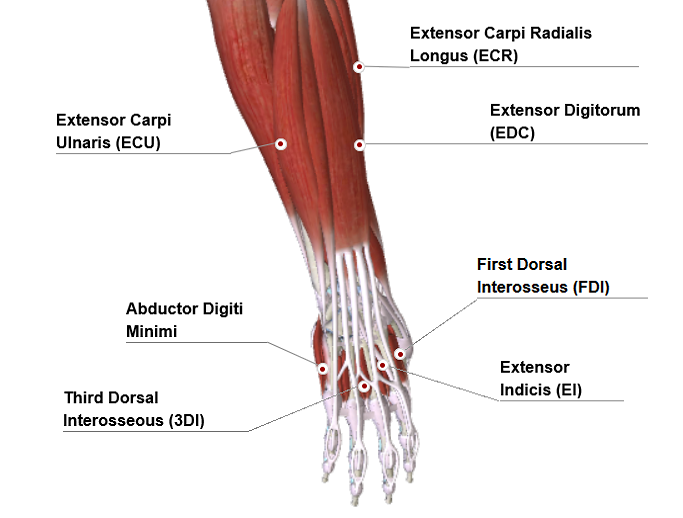 Posterior View of Muscles