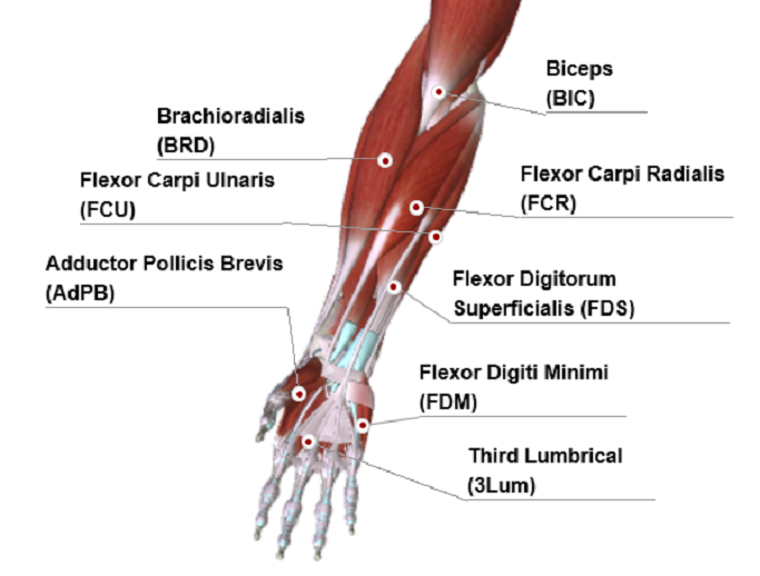 Anterior View of Muscles